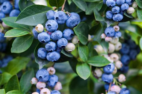 small berry bushes.